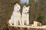 BERGER BLANC - PUPPIES 217
